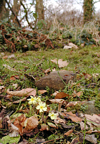 winterprimrose.png