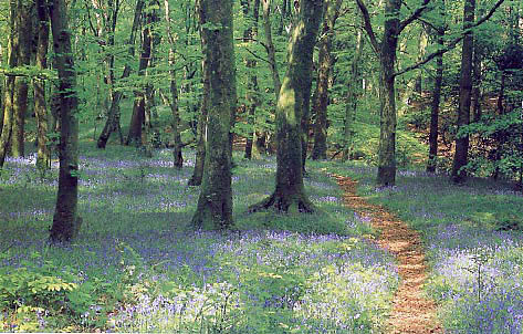 62bluebellwoods2.jpg