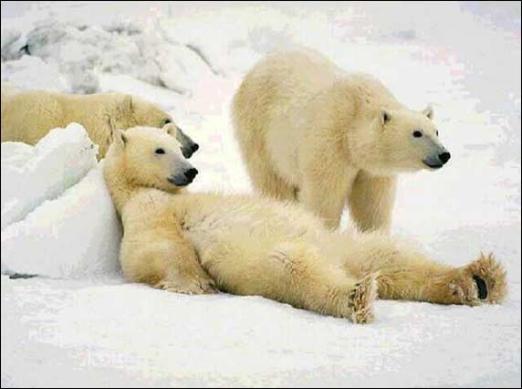 election_bears.jpg